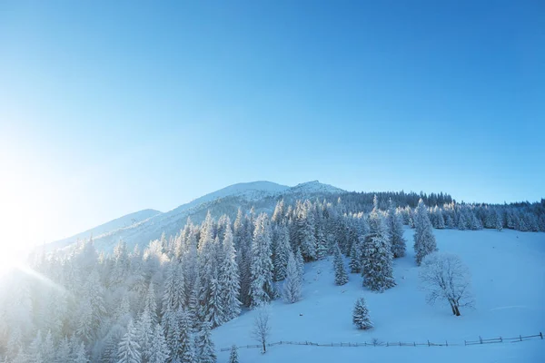 Сніг Вкрив Зимові Гори Дерева Вкриті Снігом Гірський Пейзаж Взимку — стокове фото