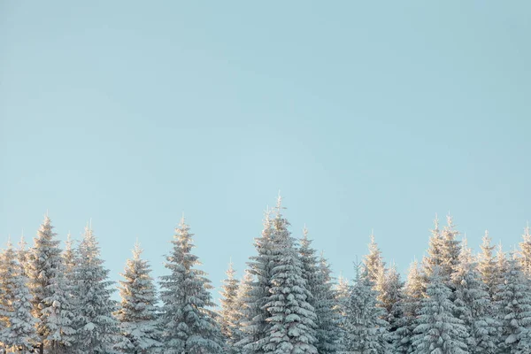 Ośnieżone Góry Zimowe Drzewa Iglaste Pokryte Śniegiem Zimowy Krajobraz Górski — Zdjęcie stockowe