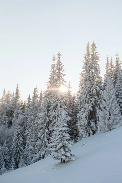 Сніг Вкритий Зимовими Горами Хвойні Дерева Вкриті Снігом Гірський Пейзаж — стокове фото