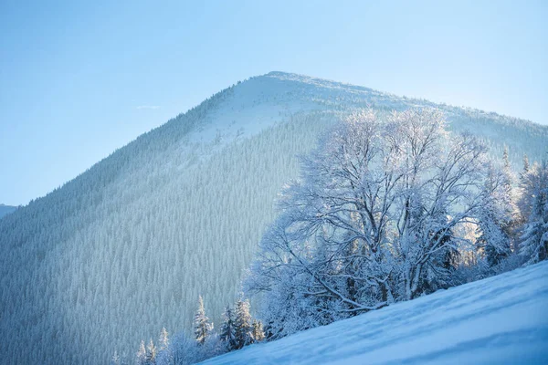 Neve Coberto Montanhas Inverno Árvores Coníferas Cobertas Neve Paisagem Montanhosa — Fotografia de Stock