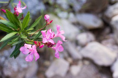 Pembe zakkum çiçeği, çiçek açan bitki dalı, çiçek açan çalı.