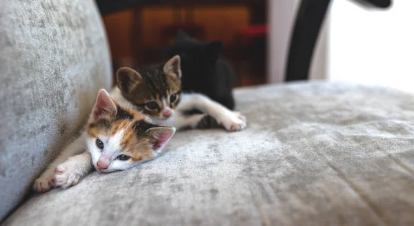 Two Little Kittens Lying Sofa Cute Pets — Stockfoto