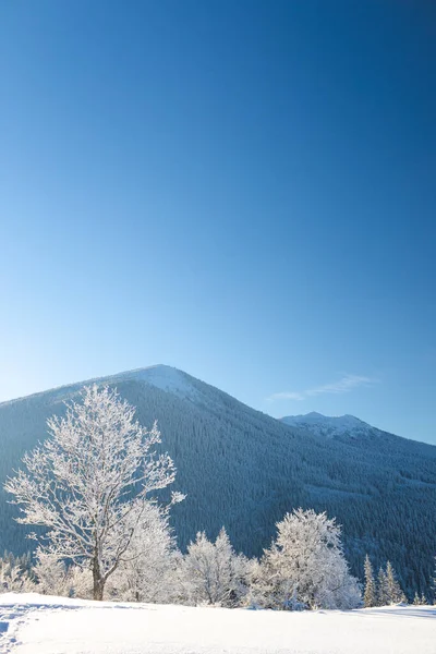 Zimowe Góry Pokryte Śniegiem Zimą Pokryte Śniegiem Drzewa Krajobraz Górski — Zdjęcie stockowe