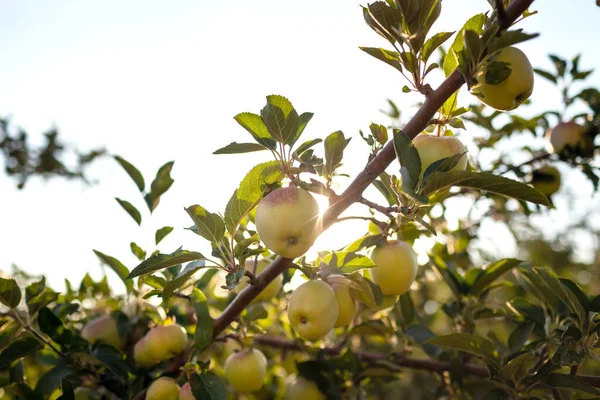 Apple trees ripen in the orchard. Growing apples on trees in an orchard. Healthy organic tasty apple fruits growing in the garden. Agriculture. Production of ecological food products.