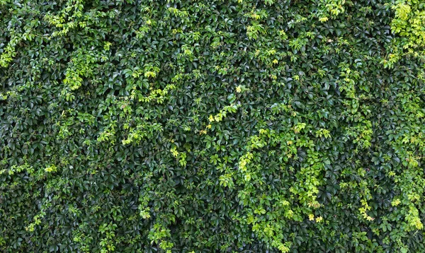 Ivy wall, green wall, green plant fence