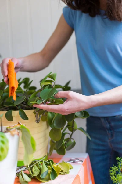 Woman picks dust from leaves of house plants, girl caring for plants in pots, a home greenhouse