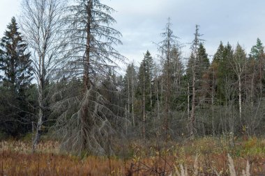 Ormanda kurumuş ağaçlar ve bataklıklar.