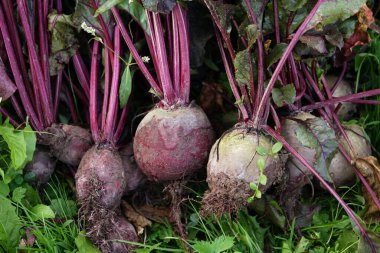 Yeşil çimlerin üzerinde taze, kirli pancar kökleri.
