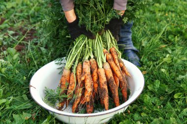 Bahçıvan havuçları yerden yeni kazıyarak çıkarmış.