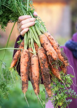 Bahçıvanların elinde taze kirli havuçlar.