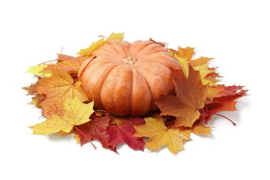 Olgun balkabağı sonbaharda çok renkli akçaağaç yaprakları beyaz arka planda gölgelerle izole edilmiş.