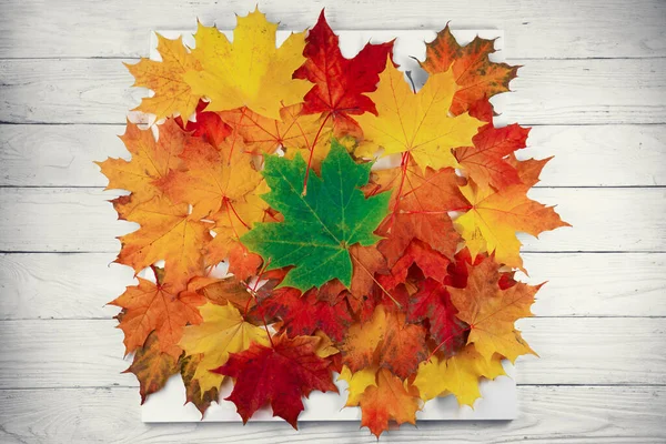 Autumn Background Multicolored Fallen Leaves White Wooden Boards — Stock Photo, Image