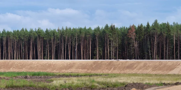 Хвойні Соснові Ліси Піску Літній День — стокове фото