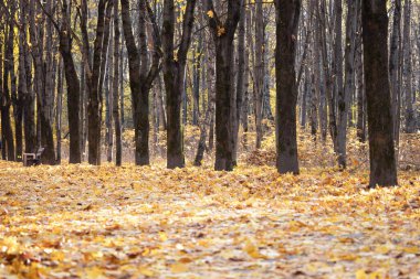 Sonbahar manzarası. Ağaç gövdeleri ve düşmüş akçaağaç yaprakları parkın güneşli bir gününde zemini kaplıyor.