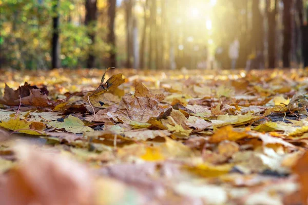 在阳光灿烂的十月温暖的日子里 秋天的公园里 一条被落叶覆盖着的枫树小径的低视角 — 图库照片