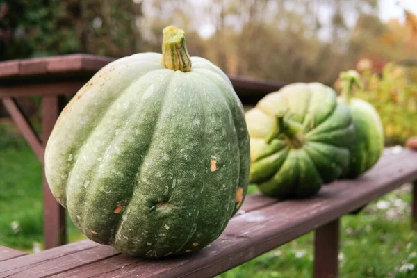 庭の屋外の木製のベンチに緑の大きなカボチャ 家庭のプロット上の野菜の秋の収穫 — ストック写真