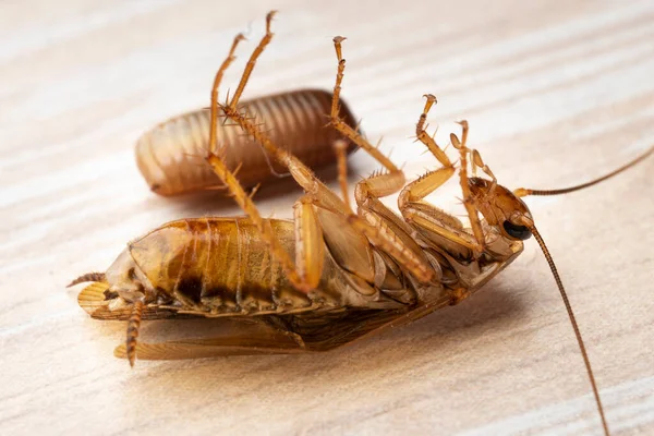 Ausgewachsene Rote Kakerlake Liegt Auf Dem Rücken Neben Einem Kakerlakenei — Stockfoto