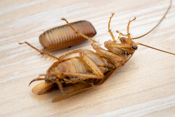 Makro Foto Vuxen Röd Kackerlacka Som Ligger Rygg Bredvid Kackerlacka — Stockfoto