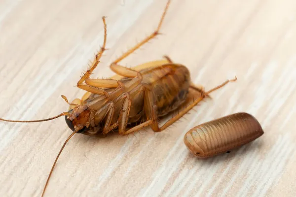 Makro Foto Vuxen Röd Kackerlacka Som Ligger Rygg Bredvid Kackerlacka — Stockfoto