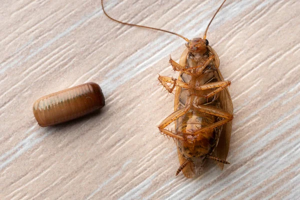 Makrofoto Einer Ausgewachsenen Roten Kakerlake Die Auf Dem Rücken Neben — Stockfoto