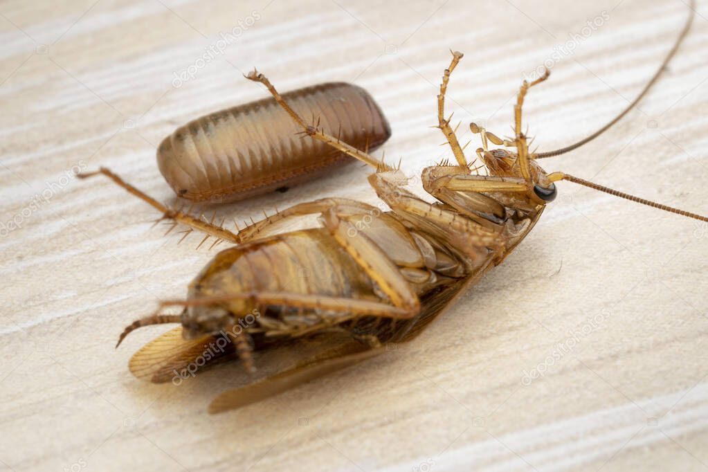 Macro photo of an adult red cockroach lying on its back next to a cockroach egg on a table