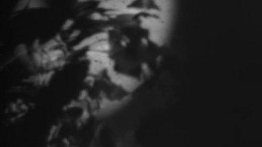 Beyaz arka planda rüzgarda hareket eden ağaç yapraklarının gölgeleri