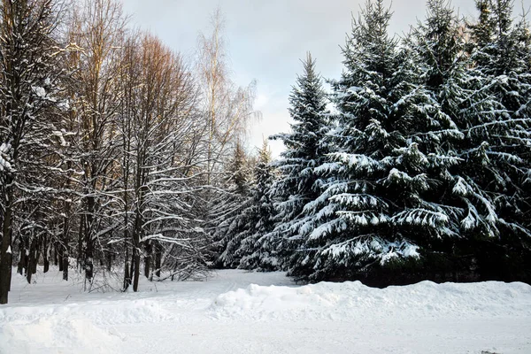 Árboles Cubiertos Nieve Profunda Después Una Tormenta Nieve Parque Ciudad — Foto de Stock