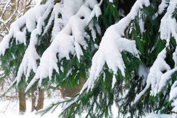 Zielone Gałęzie Świerku Głęboko Pokryte Śniegiem Burzy Śnieżnej Zimie — Zdjęcie stockowe