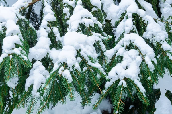 Зеленые Ветви Ели Глубоко Покрытые Снегом После Снежной Бури Зимой — стоковое фото