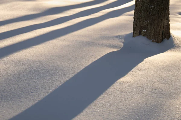 Shadows from tree trunks in the snow — Stok fotoğraf