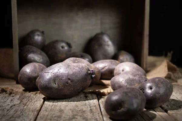 Vitelotte tubérculos de papa púrpura sacados de una caja de madera — Foto de Stock