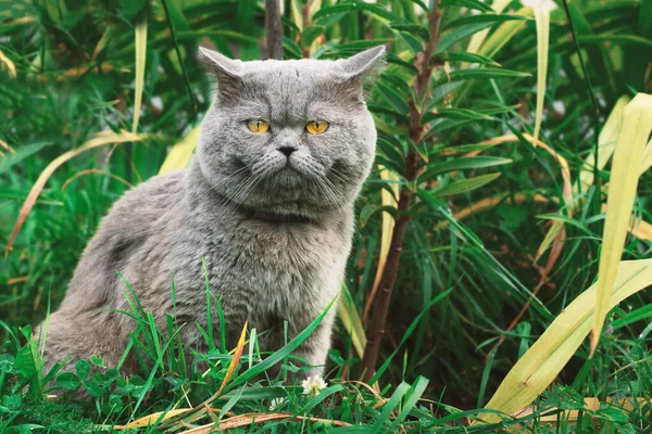 Britânico gato shorthair senta-se na grama verde e olha para a câmera — Fotografia de Stock