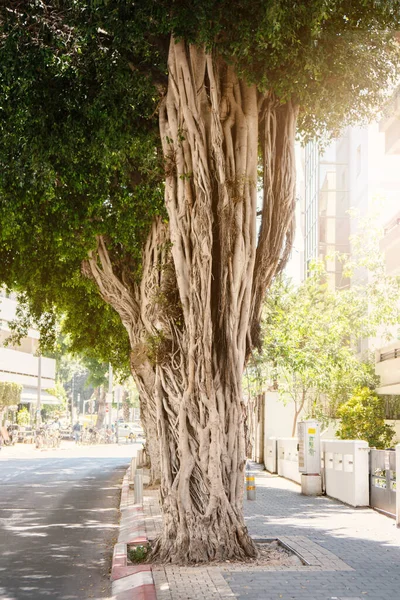 Grande árvore ficus com raízes torcidas na rua Tel-Aviv — Fotografia de Stock