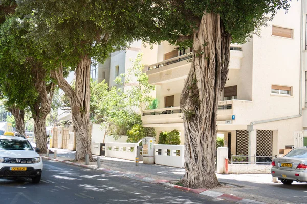Tel-Aviv, Israel-8 de mayo de 2022. Grandes ficus o banyan árboles con raíces retorcidas en la calle Tel-Aviv — Foto de Stock