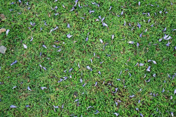Jacaranda spadły kwiaty na zielonym tle trawy — Zdjęcie stockowe