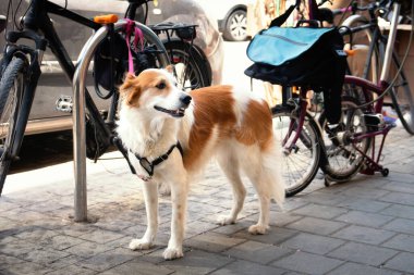 Üzgün tasmalı köpek Tel-Aviv caddesinde bir dükkanın önünde sahibini bekliyor.
