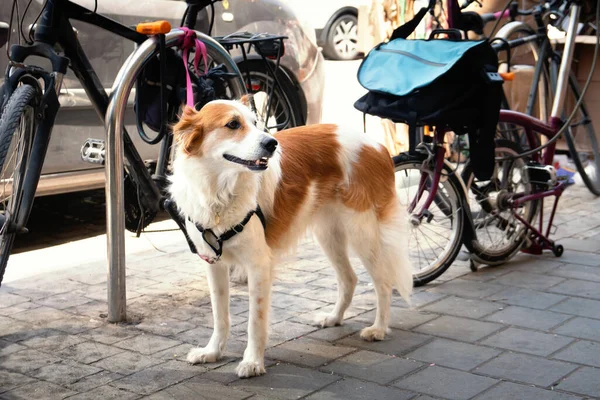 Sad leashed dog waiting for owner in front of a shop on Tel-Aviv street