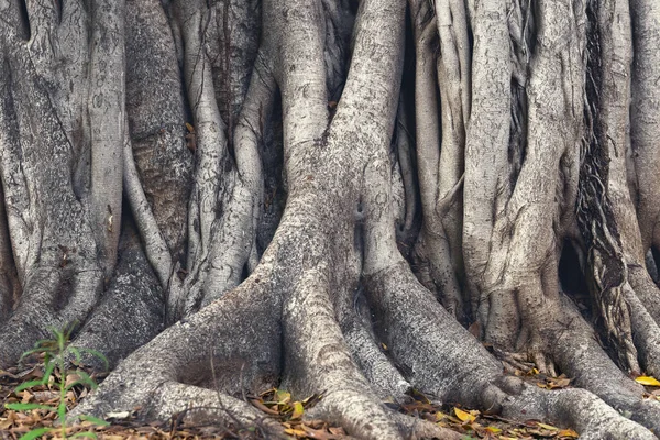 Banyan tree or ficus tree trunk close up background. Roots of a banyan tree.