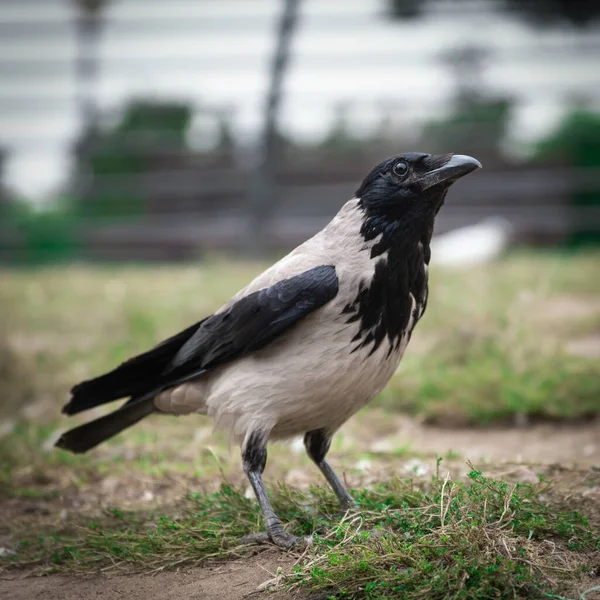 Cuervo Común Negro Gris Hierba Verde Día Verano Cerca Aire — Foto de Stock