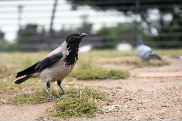 Corvo Preto Cinza Comum Fechar Com Uma Pomba Fundo Borrado — Fotografia de Stock