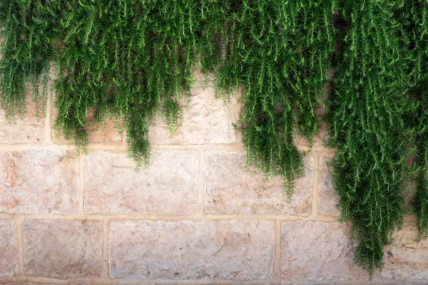 Pozadí Zelenými Rostlinnými Větvemi Visícími Starobylé Zdi Jeruzalémě Izrael — Stock fotografie