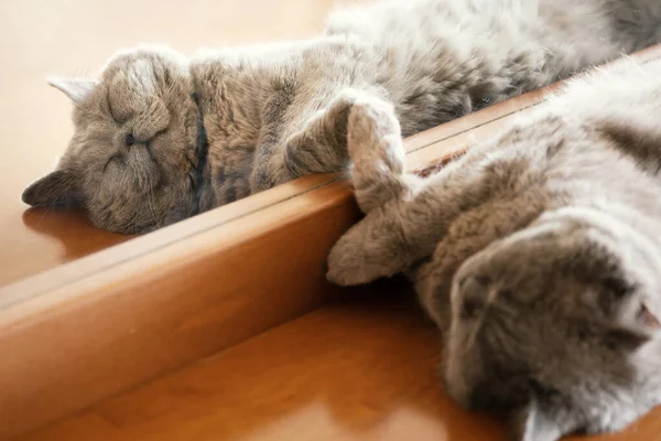 British Short Hair Cat Sleeping Mirror Lying Wooden Dressing Table — Stock Photo, Image