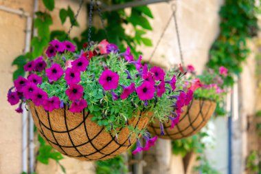 Beautiful petunia flowers growing in the hanging pots on the Tel Aviv street in summer day