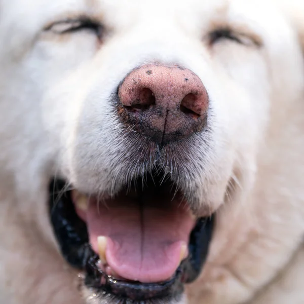 White dog with closed eyes and an opened mouth. Focus on the nose