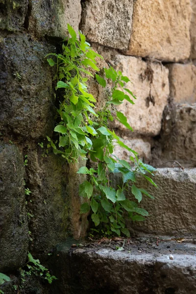 Young Green Sprout Sprouted Ancient Stone Wall Street Old Jaffa — Stock Photo, Image