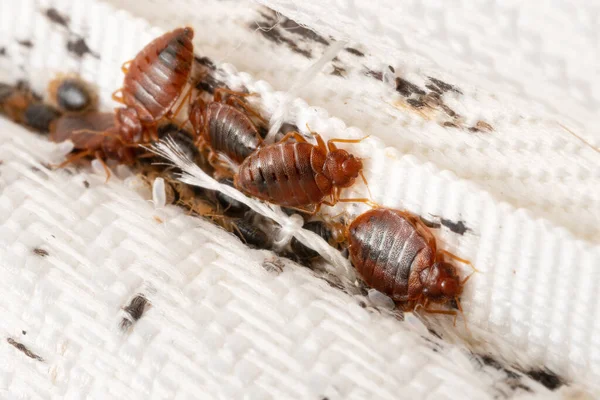 Bettwanzenkolonie Auf Dem Matratzentuch Ekelhafte Blutsaugende Insekten Erwachsene Insekten Larven — Stockfoto