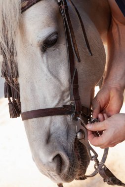 Beyaz atının dizginlerini ayarlayan tanınmayan beyaz bir adamın ellerine yakın çekim..