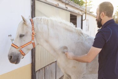 Beyaz bir atın paltosundaki kiri temizleyen beyaz sakallı beyaz bir adam bir duvarın önünde ve bir kapının önünde..