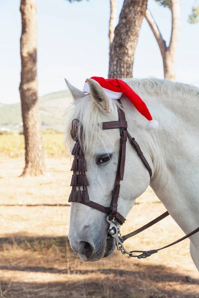 Kırmızı beyaz Noel Baba şapkası takan bir atın kafasının yakın çekimi. Hayvan tarlada..