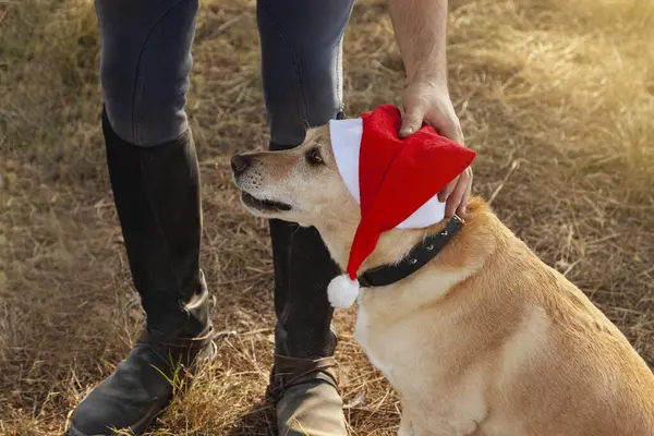 Açık kahverengi bir köpek Noel Baba şapkası takıyor. Sahibi tanınmaz halde, sadece ayakları ve bir eliyle, şapkayı evcil hayvanının kafasında tutuyor..